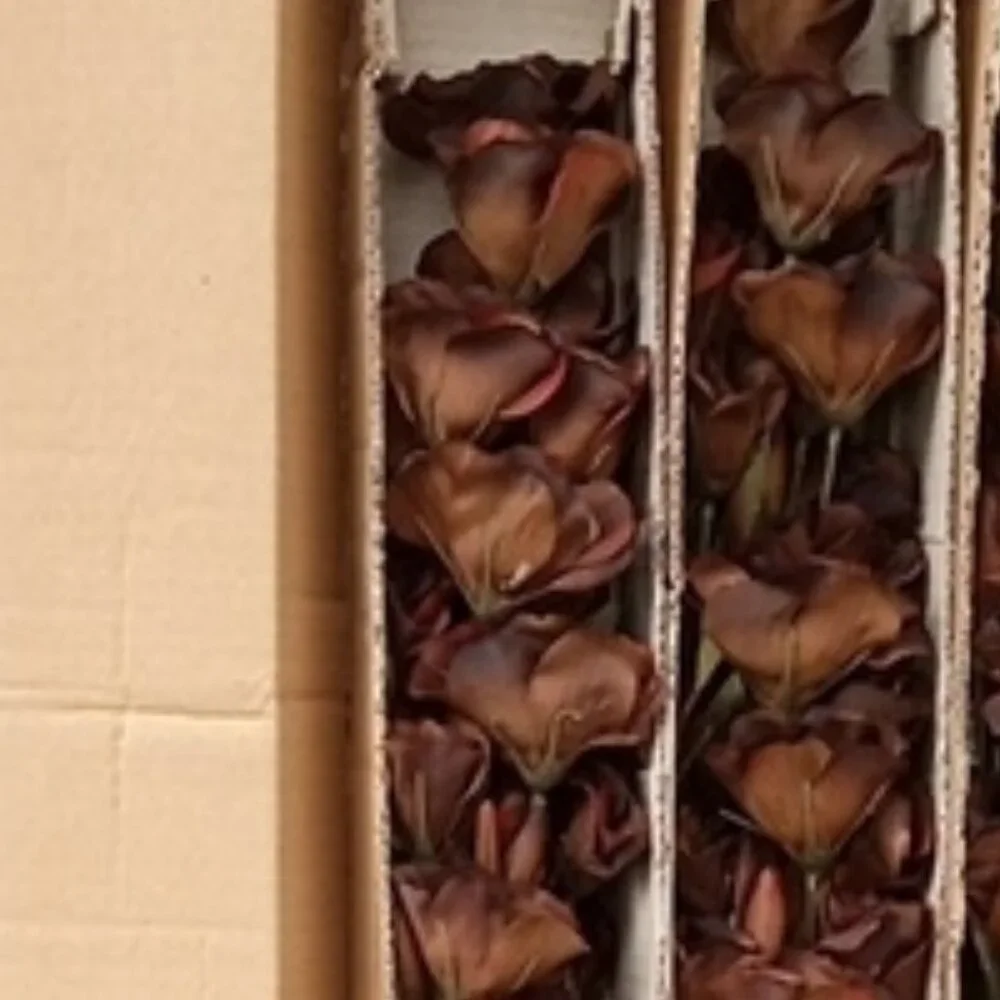 2 Dozen  Micro Peach Buttercup Spray Dark Brown